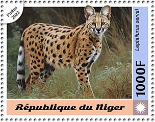 Servals (Leptailurus serval)