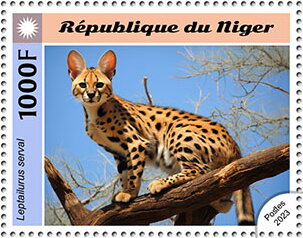 Servals (Leptailurus serval)
