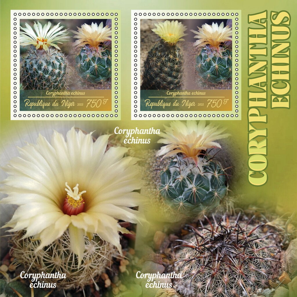 Cactus - Coryphantha echinus