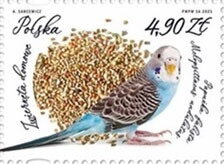 Budgerigar (Melopsittacus undulatus)