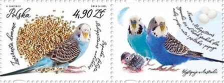 Budgerigar (Melopsittacus undulatus)