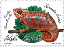 Chameleon (Chamaeleonidae)