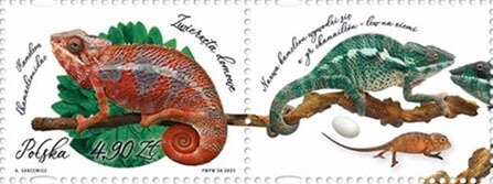 Chameleon (Chamaeleonidae)