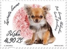 Chihuahua (Canis familiaris)