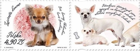 Chihuahua (Canis familiaris)