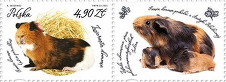 Guinea Pig (Cavia porcellus)