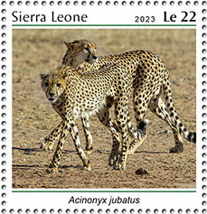 Acinonyx jubatus