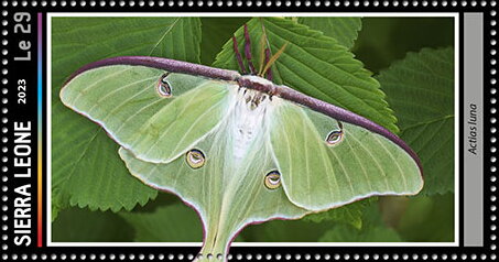 Actias luna