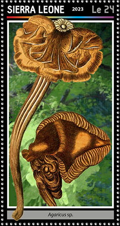 Agaricus sp.