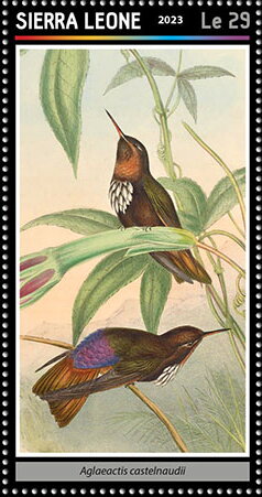 Stamp, Aglaeactis castelnaudii, Sierra Leone,  , Animals (Fauna), Birds, Hummingbirds