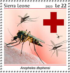 Anopheles stephensi
