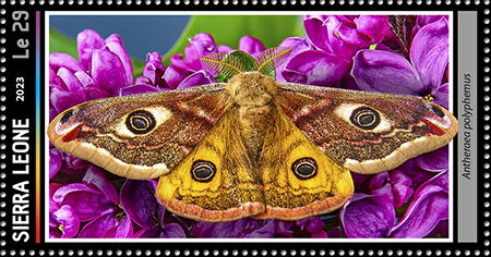Antheraea polyphemus