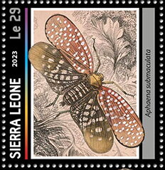 Aphaena submaculata
