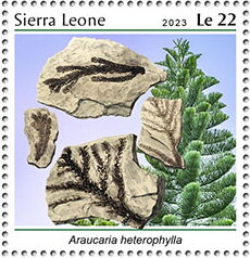 Araucaria heterophylla