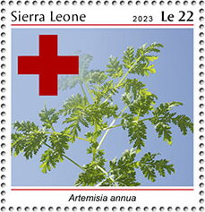 Artemisia annua