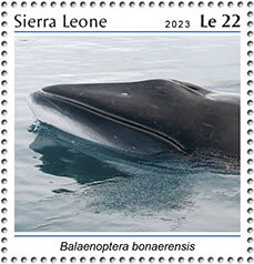 Balaenoptera bonaerensis