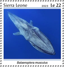 Balaenoptera musculus