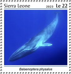 Balaenoptera physalus