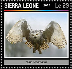 Bubo scandiacus