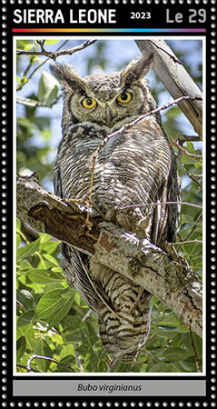 Bubo virginianus