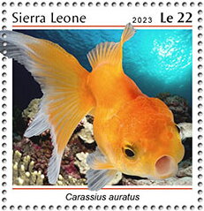 Carassius auratus