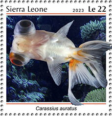 Carassius auratus