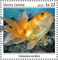 Carassius auratus