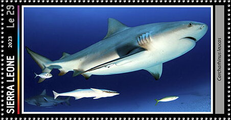 Carcharhinus leucas