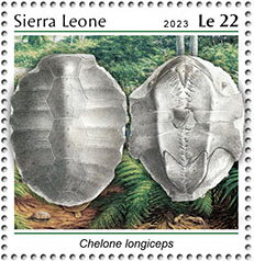 Chelone longiceps