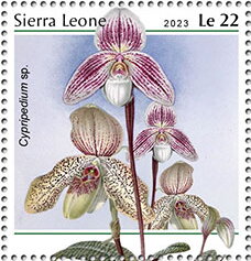 Cypripedium sp.