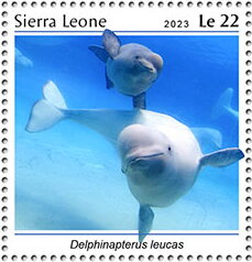 Delphinapterus leucas