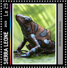 Dendrobates auratus