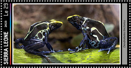 Dendrobates tinctorius