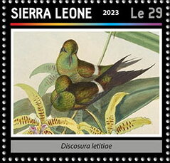 Discosura letitiae