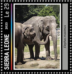 Elephas maximus