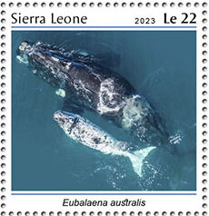 Eubalaena australis