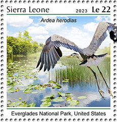 Everglades National Park, United States, Ardea herodias