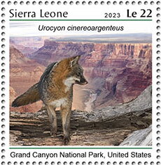 Grand Canyon National Park, United States, Urocyon cinereoar