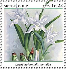 Laelia autumnalis var. alba
