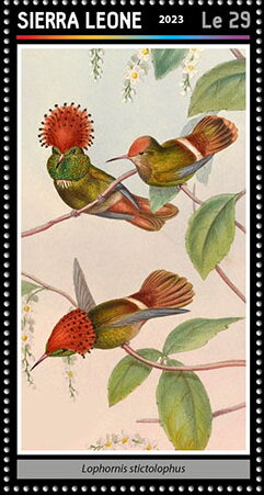 Lophornis stictolophus