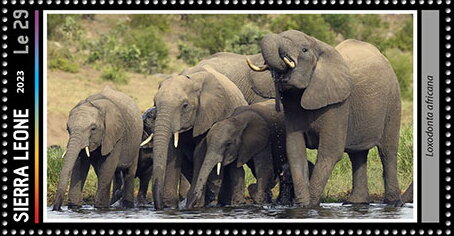 Loxodonta africana