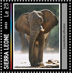 Loxodonta africana