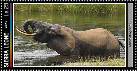 Loxodonta cyclotis