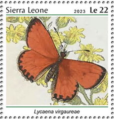 Lycaena virgaureae