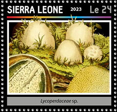 Lycoperdaceae sp.