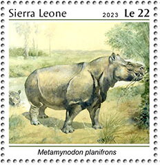 Metamynodon planifrons