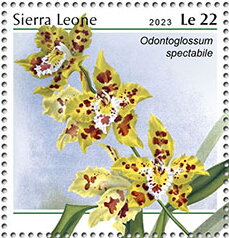 Odontoglossum spectabile