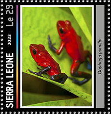 Oophaga pumilio