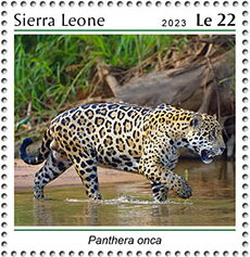 Stamp, Panthera onca, Sierra Leone,  , Animals (Fauna), Mammals, Wild Cats