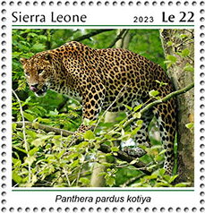 Panthera pardus kotiya